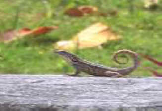 An Abaco 'curly tail'