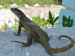 Hello!  I'm a Curly Tail Lizard