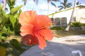 Lofty Fig Villas, Marsh Harbour, Abaco, Bahamas