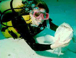 Pet Nassau Grouper