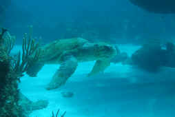 Huge Sea Turtle