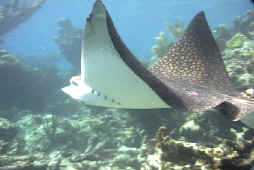 Spotted Eagle Ray
