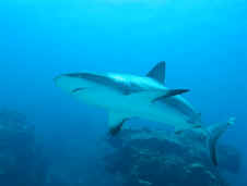 Caribbean Reef Shark